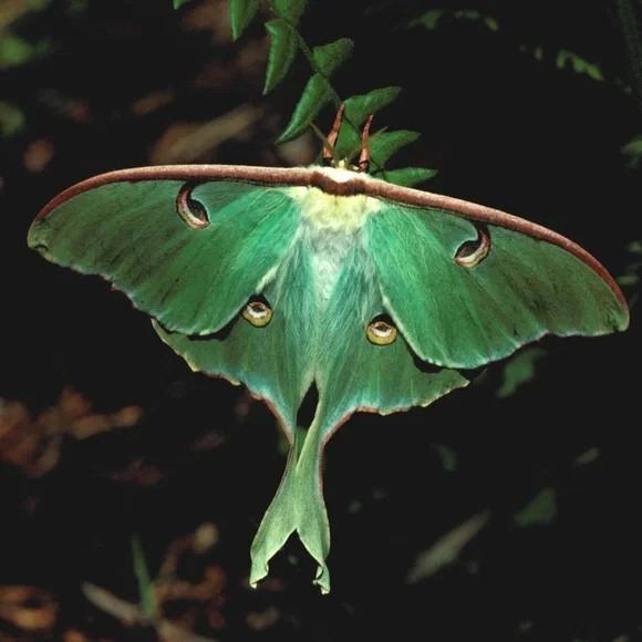 Skull moth earrings representing resilience - Picture 4 of 5